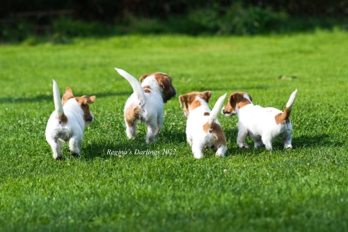 4 babies RD 22